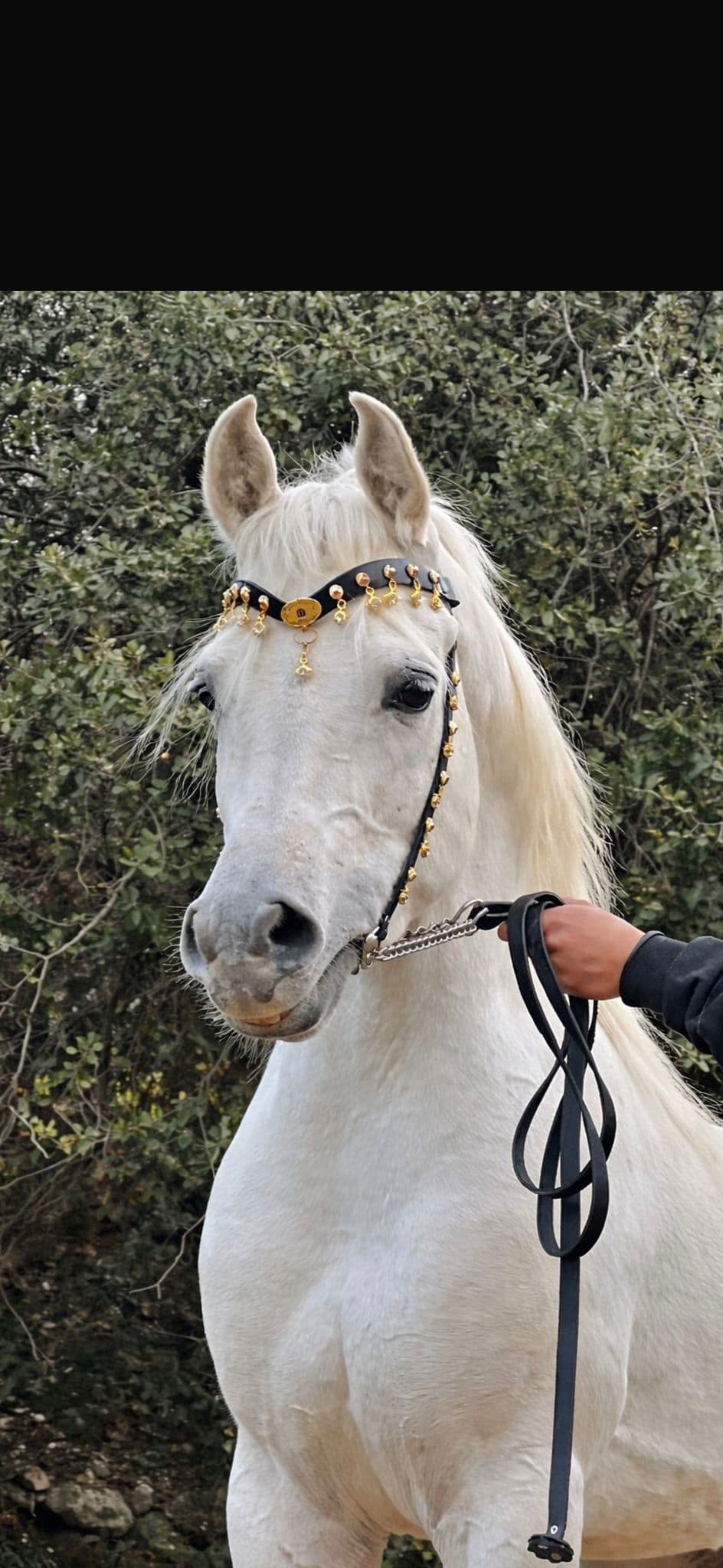 رشمة عروض