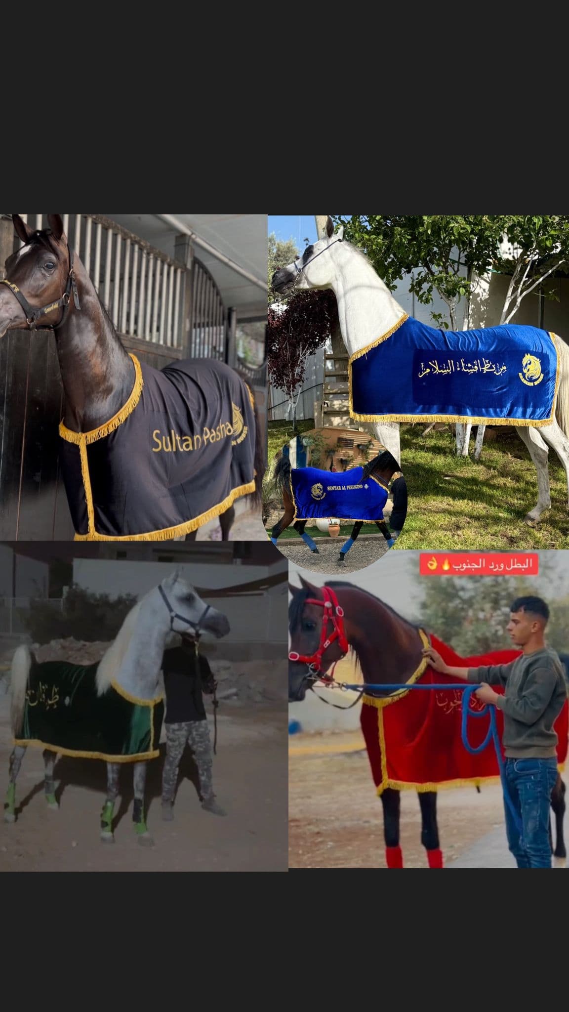 كوبان زينة صيفي بإسم الخيل