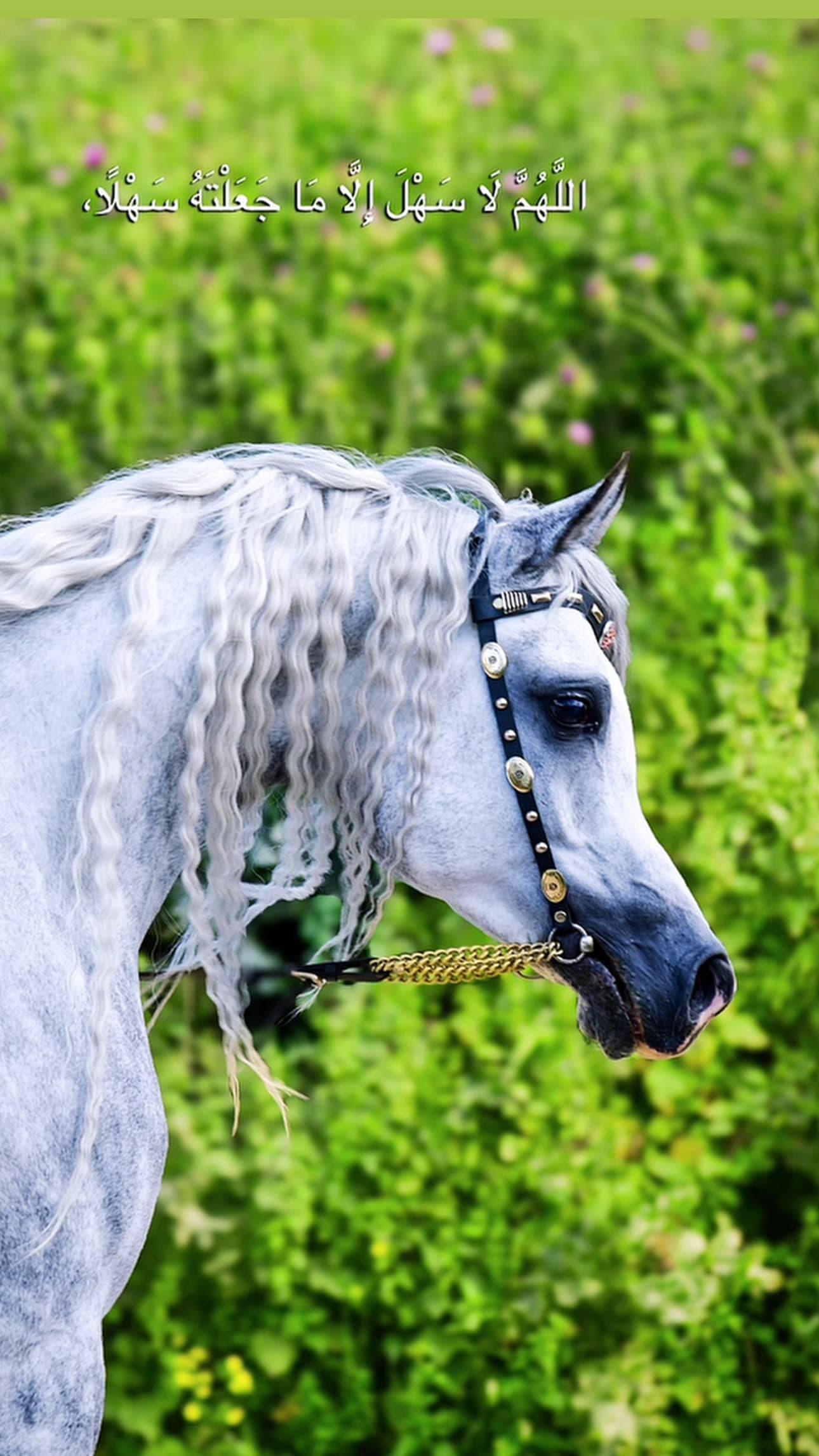 رشمة عروض