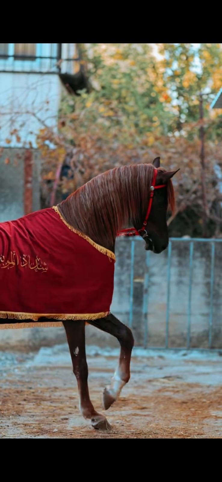  كوبان زينة شتوي باسم الخيل