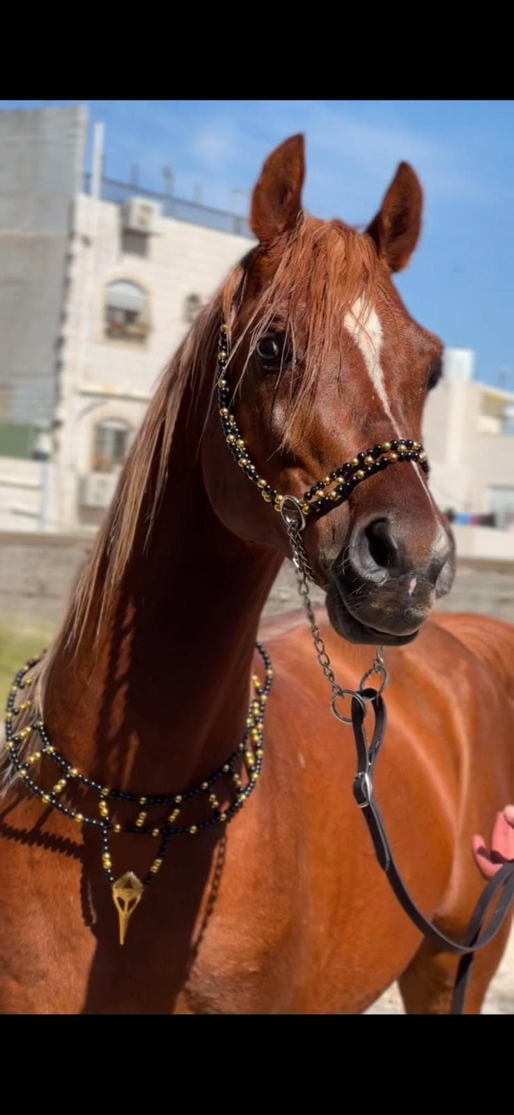 طقم جمال فاخر أسود وذهبي (بدون سيالة)