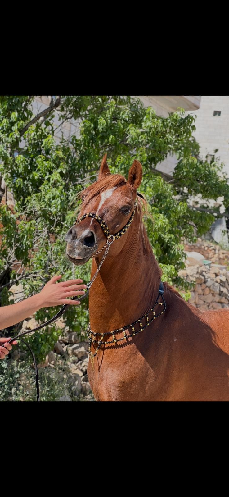 طقم جمال فاخر أسود وذهبي (بدون سيالة)