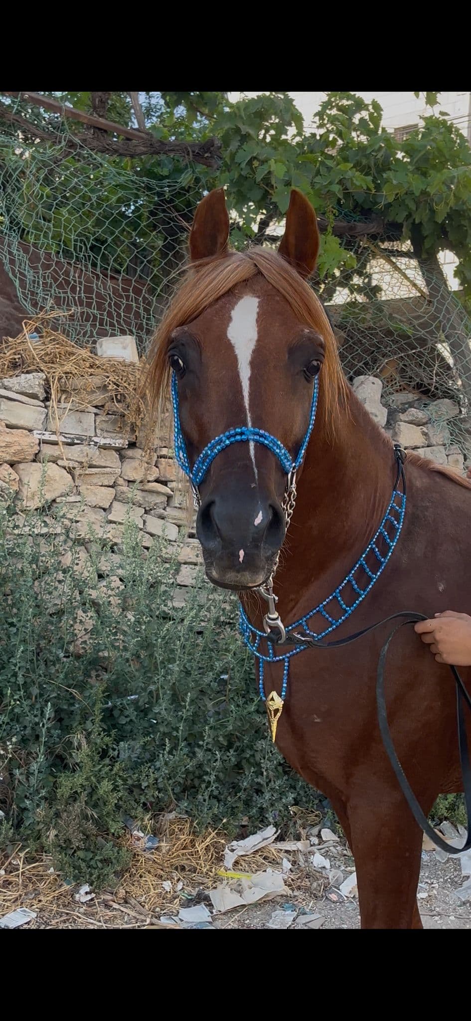 طقم جمال فاخر أزرق (بدون سيالة)