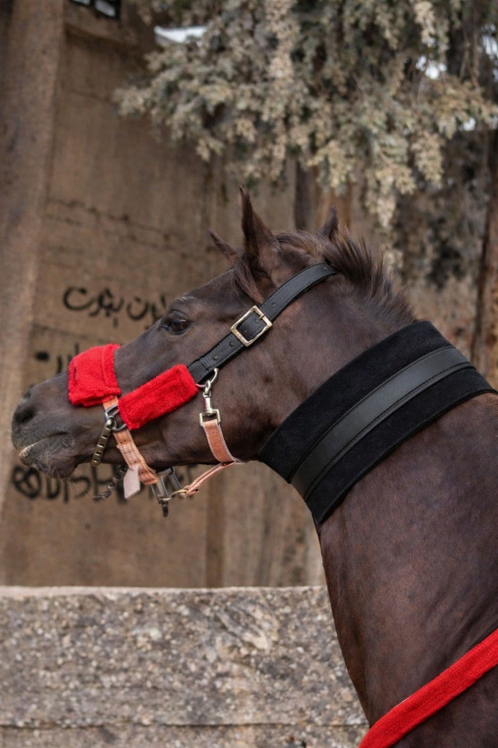 سويت الخيل